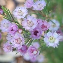 plumosa var ananeotes